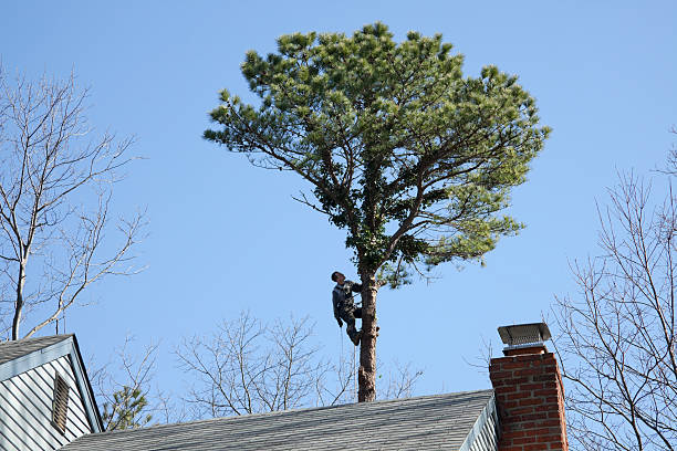 Best Tree Risk Assessment  in Lake Orion, MI